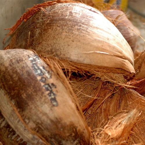 Coir Pith Manufacturers in India